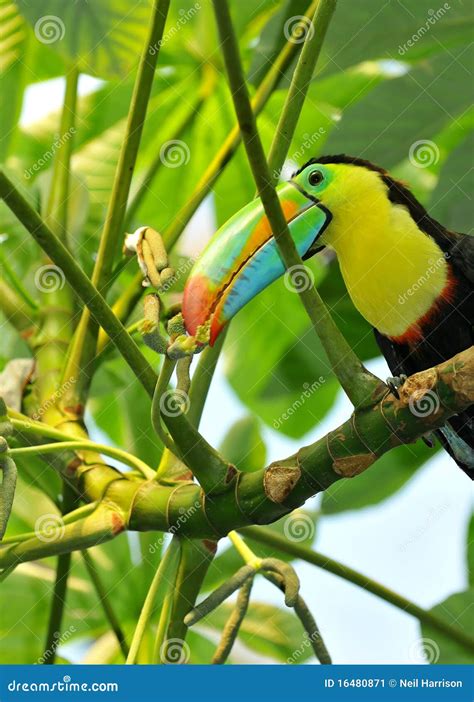 Rainbow Toucan stock image. Image of attractive, eating - 16480871