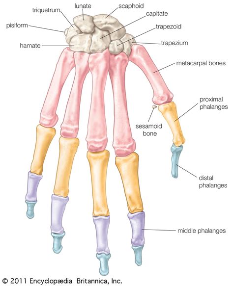 hand | Definition, Anatomy, Bones, Diagram, & Facts | Britannica