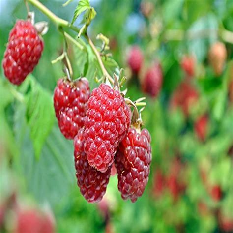 The Top 13 Raspberry Varieties to Grow in Zones 3-9 | Gardener’s Path