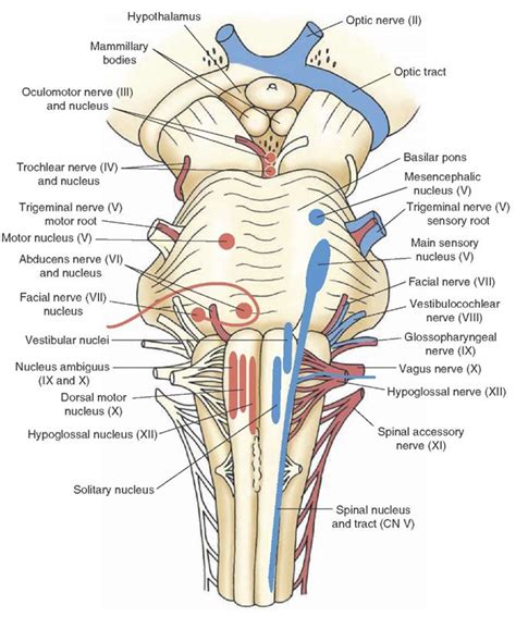 View of the ventral surface of the brain depicting the sites of entry or exit of most of the ...