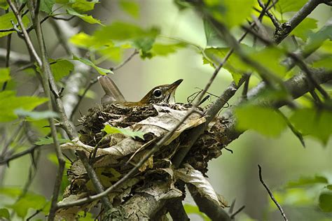 Bird's Nest Wood Thrush Photograph by Christina Rollo