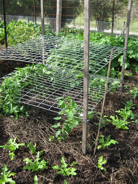 How Tall Tomato Trellis