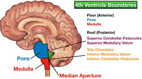 Fourth Ventricle Brain Anatomy