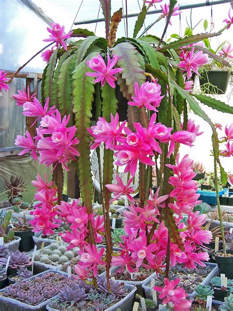 Oregon Cactus Blog: Disocactus phyllanthoides