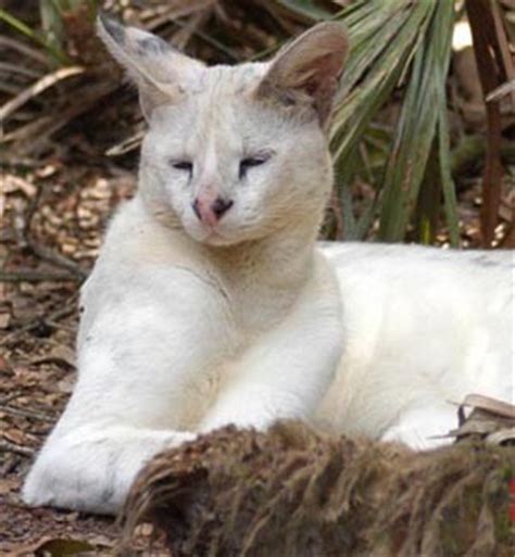 Albino Domestic and Wild Cats - Love Meow