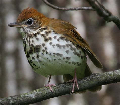 Wood Thrush Eggs