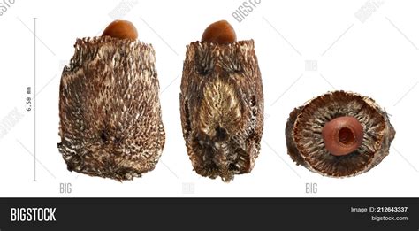 Goliath Stick Insect Image & Photo (Free Trial) | Bigstock