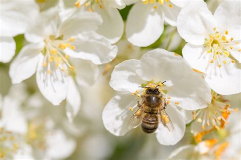 Bee Pollinating Free Stock Photo - Public Domain Pictures