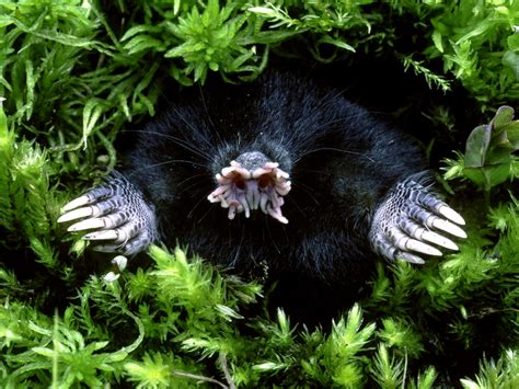 Where to See These 19 Strange Animals | Travel Insider