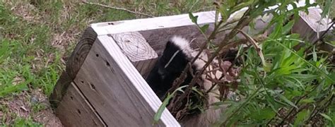 Where do skunks live?