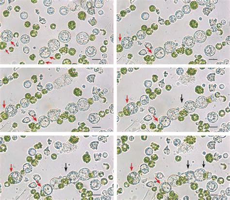 Process of electrofusion between calli protoplasts and mesophyll... | Download Scientific Diagram