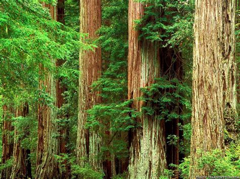 Redwood Forest Wallpapers - Wallpaper Cave