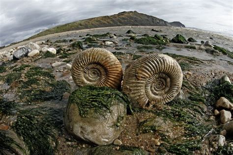 Pair of Ammonite fossils at Charmouth beach Submitted by David Cantrille | Fossils, Prehistoric ...