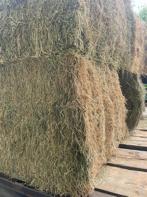 Alfalfa Hay Bales/ Alfalfa Cubes/ Alfalfa Pellets Stock Available ...