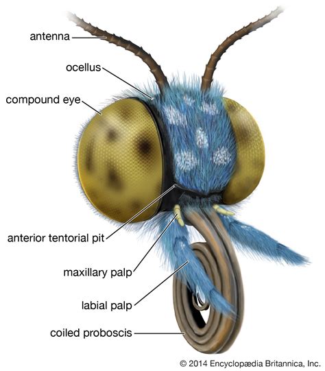 Lepidopteran - Metamorphosis, Wings, Antennae | Britannica