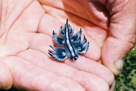 Glaucus atlanticus, a type of sea slug also known as Blue Dragons, are ...