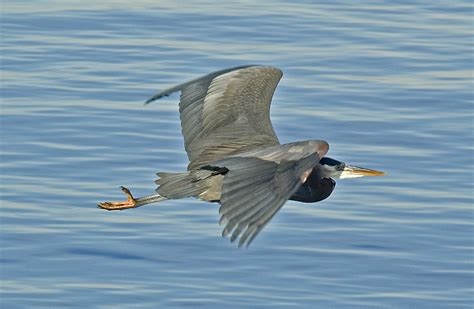 Great Blue Heron flying | Montana Audubon