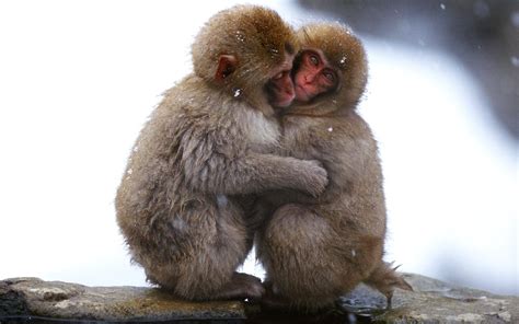 Monkey HD Wallpaper (58+ images)