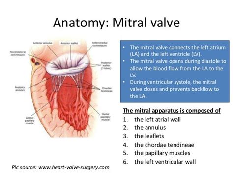 Anatomy Of Mitral Valve - Anatomy Book