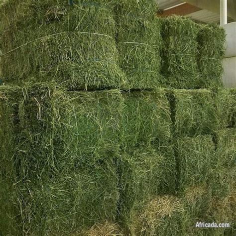 Top Alfalfa Hay Bales for sale | Livestock / Poultry for sale in Louis ...