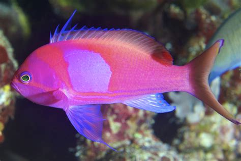 100+ Pink Fish Names - FishLab