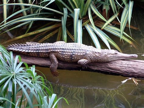 Animals Wallpapers: freshwater crocodile habitat