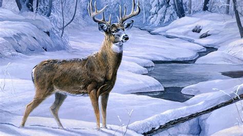 Big Whitetail Buck Wallpaper (56+ images)