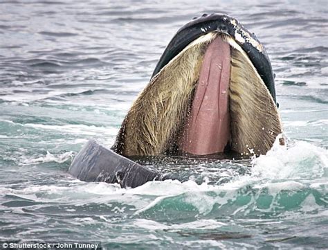 Researchers say food made blue whales giants | Daily Mail Online