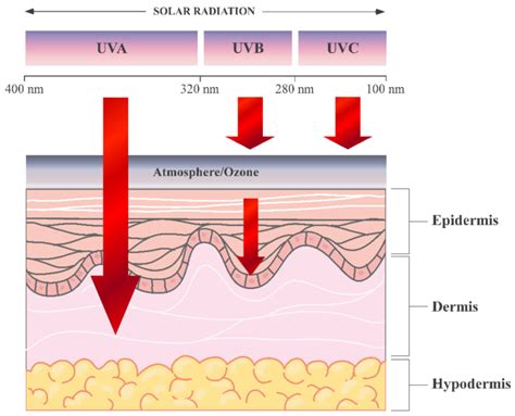 UV penetration into the layers of the skin. The figure was created... | Download Scientific Diagram