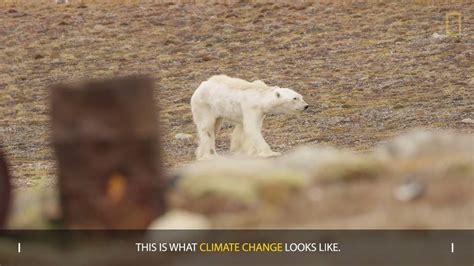 Starving Polar Bear on Iceless Land | This is what climate change looks ...