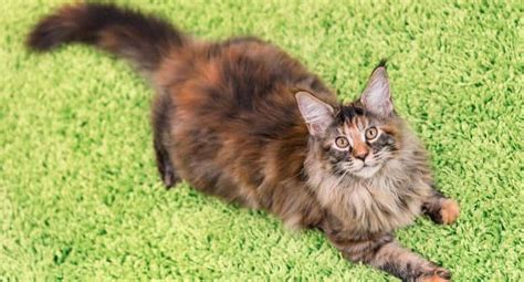 8+ Facts About Tortoiseshell Cats [Personality, History, Health & More]