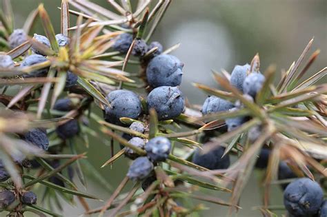 How to Grow Juniper | A Comprehensive Guide