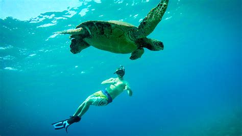 Snorkeling At Turtle Town Maui | Turtle Town Maui Guide