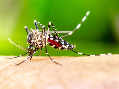 Why Do Mosquito Bites Itch? | Britannica