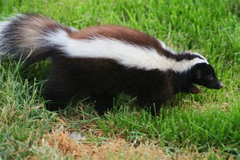 We offer Profesional Skunk Removal Services in Central NY