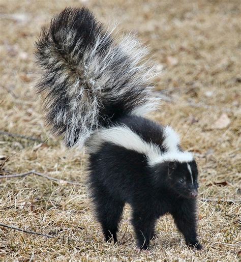 Skunk Removal Services - BWS | Columbus, Ohio - Buckeye Wildlife Solutions