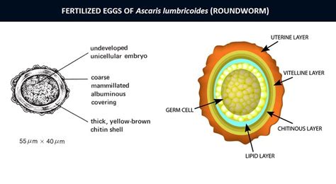 Fertilized-Egg-of-Ascaris-lumbricoides