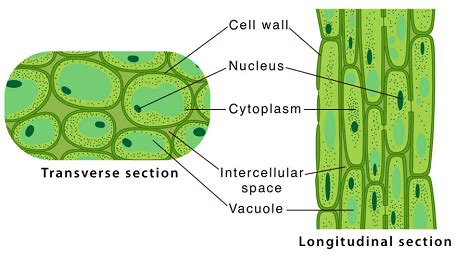 PERMANENT TISSUE Chapter of Class 11th