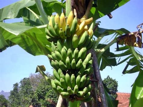 Budidaya Pisang Kepok ~ Agro Budidaya