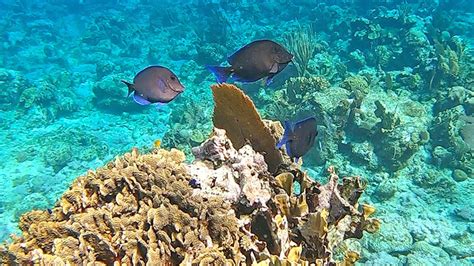 Half Moon Cay Snorkeling | Guanaja Island