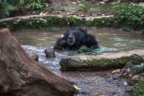 Moon Bear Sanctuary Kuang Si ⋆ We Dream of Travel Blog