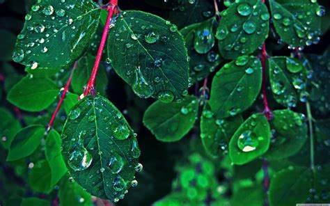 Green Leaf Rain Wallpapers - Top Free Green Leaf Rain Backgrounds - WallpaperAccess