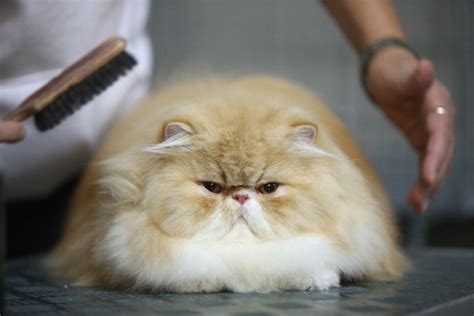 10 Cat Breeds Who Are Most Prone to Obesity