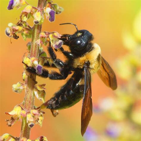 Carpenter Bees - Southeast Bee Removal