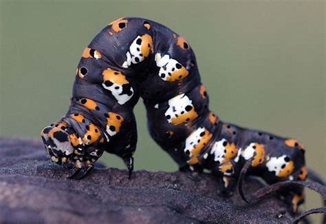 Black Witch Moth Caterpillar - imgarcade.com | Black witch moth, Moth ...