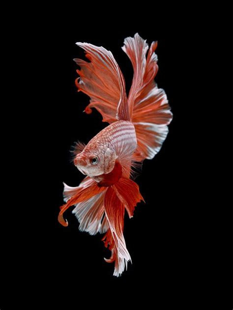 Refreshing, Fascinating And Pretty Fish Photography - Bored Art