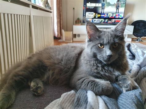 5month old blue Maine Coon kitten enjoying Netflix and chill (Hikari) : r/MaineCoon