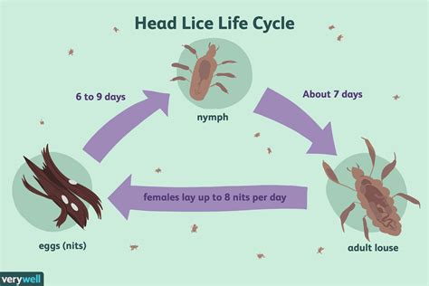 Head Lice: Overview and More