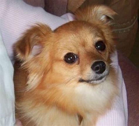 Related image Pomchi Puppies, Dogs And Puppies, Doggies, Chihuahua Puppies, Corgi Pomeranian Mix ...