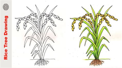 Rice Plant Drawing